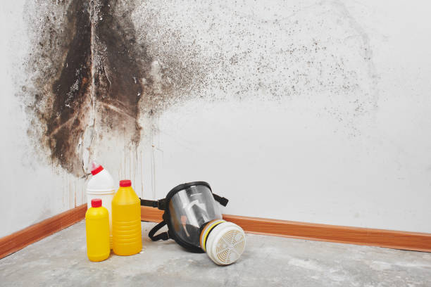 Best Attic Mold Removal  in Marion, KS