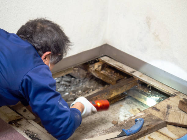 Trusted Marion, KS Mold Removal Experts
