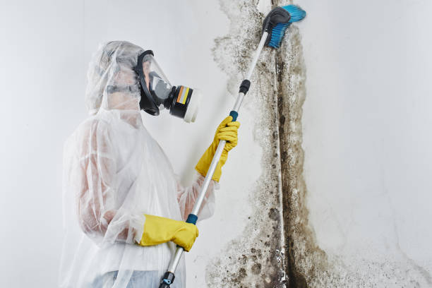 Best Crawl Space Mold Removal  in Marion, KS