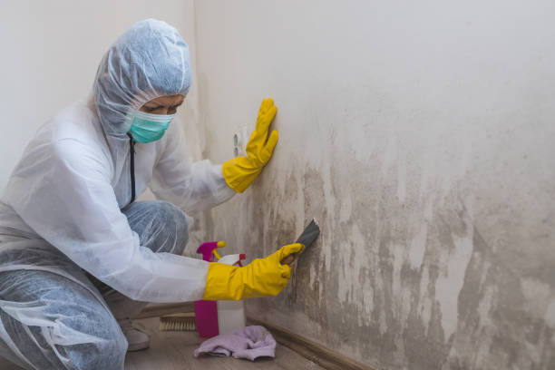 Best Fast Mold Removal  in Marion, KS