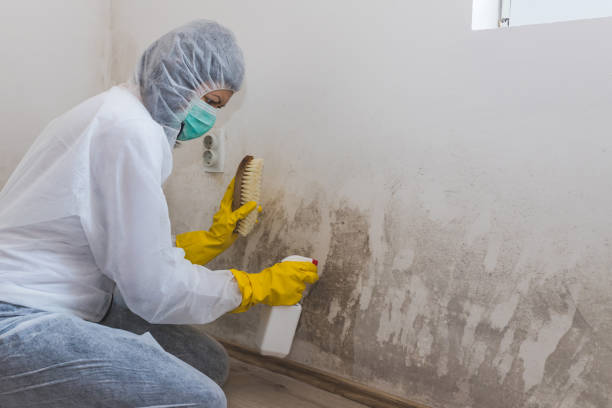 Mold Removal Process in Marion, KS