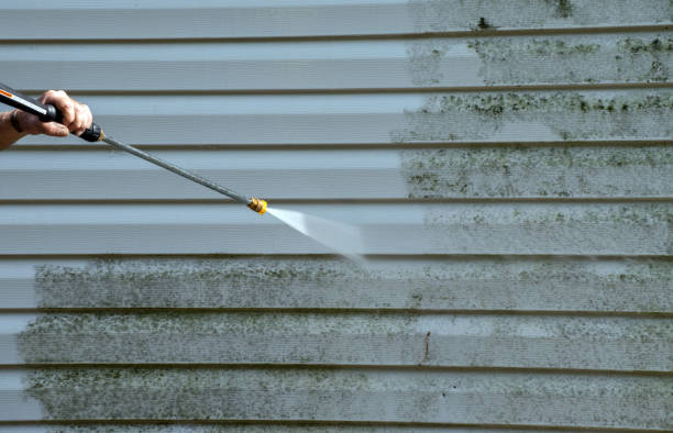 Best Home Mold Removal  in Marion, KS