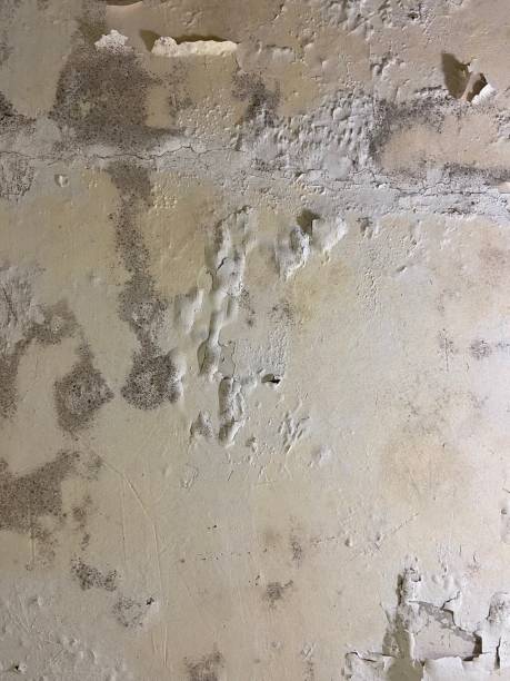 Best Same-Day Mold Removal  in Marion, KS