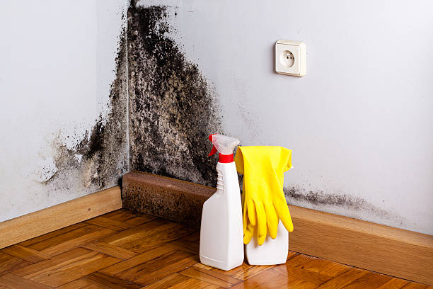 Best Mold Testing  in Marion, KS