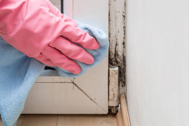 Best Local Mold Removal Service  in Marion, KS