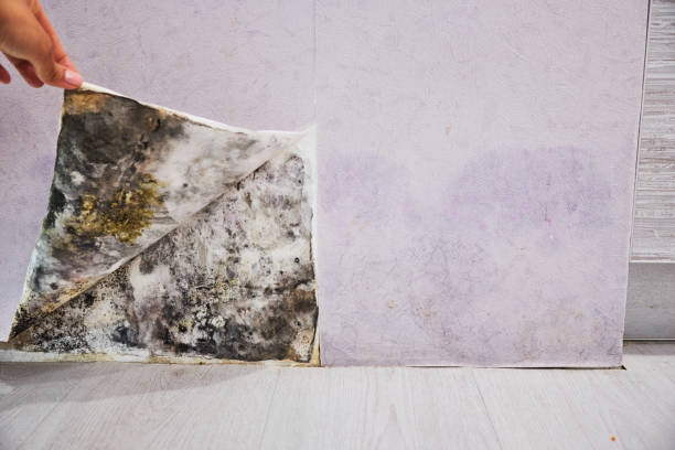 Best Mold Remediation  in Marion, KS